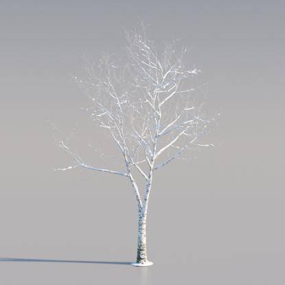 Snowy Silver Birch Young v1