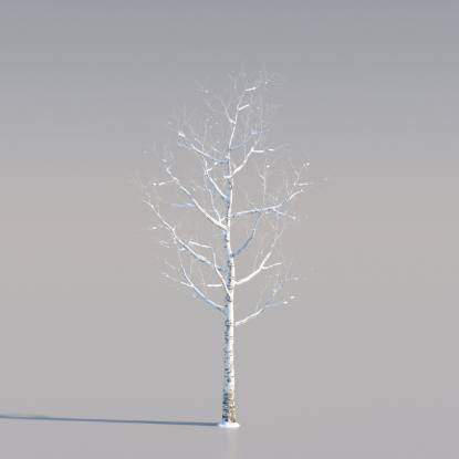 Snowy Silver Birch Young v2