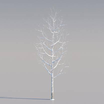Snowy Silver Birch Young v3