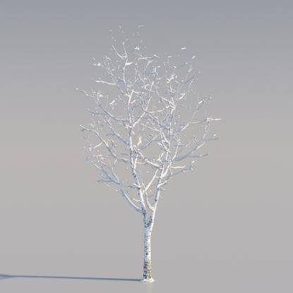 Snowy Silver Birch Young v4