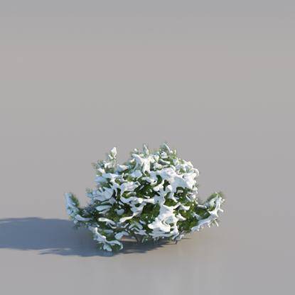 Snowy Thuja Bush Large