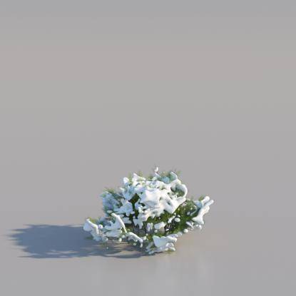 Snowy Thuja Bush Medium