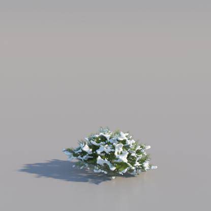 Snowy Thuja Bush Small