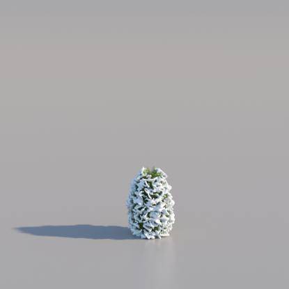 Snowy Thuja Pyramid Small