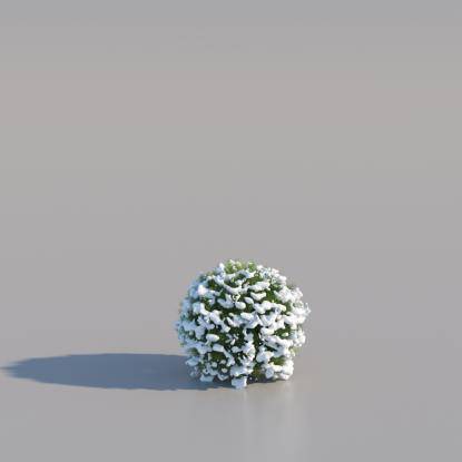 Snowy Thuja Spherical Small