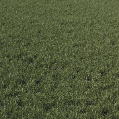 High grass green base