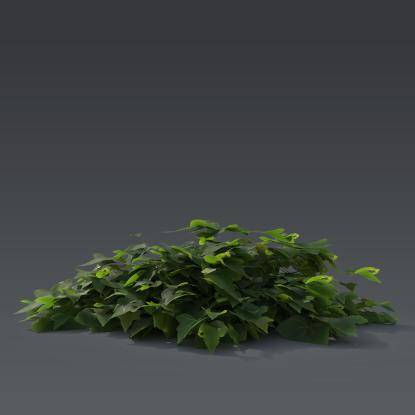 Ivy Plant 1