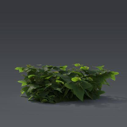 Ivy Plant 2