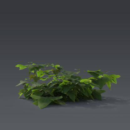 Ivy Plant 3