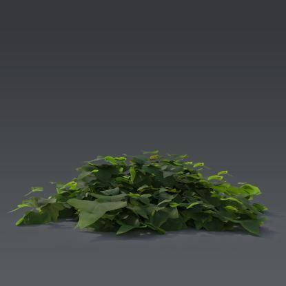 Ivy Plant 4