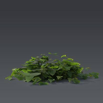 Ivy Plant 5