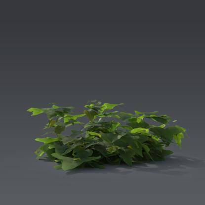 Ivy Plant 6