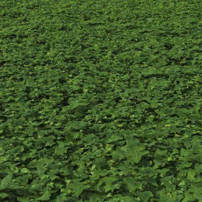 Ivy plants preset