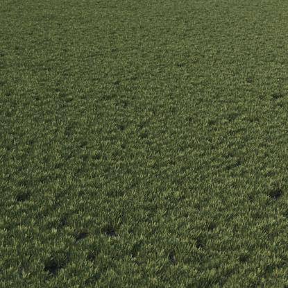 Lawn grass yellow base