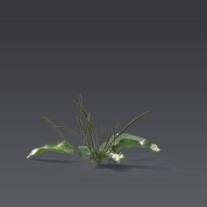Small plant 1 - 1