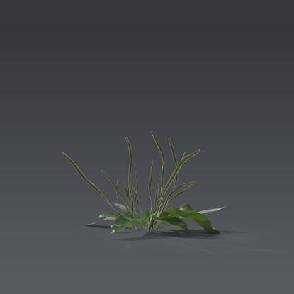 Small plant 1 - 4