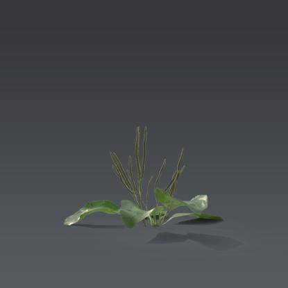 Small plant 1 - 5