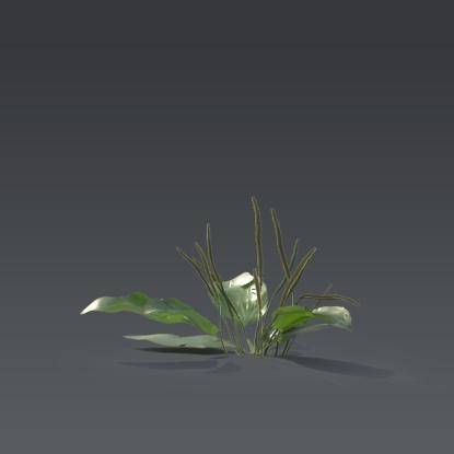 Small plant 1 - 6