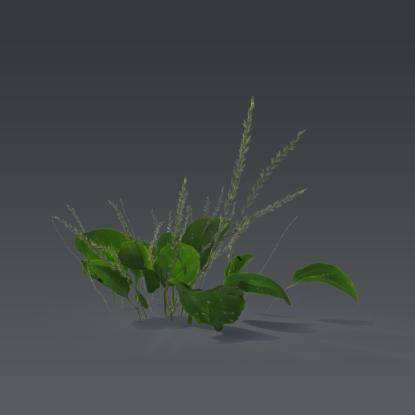 Small plant 2 - 2