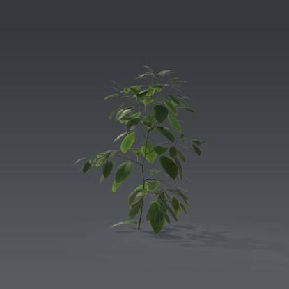 Small plant 4 - 1