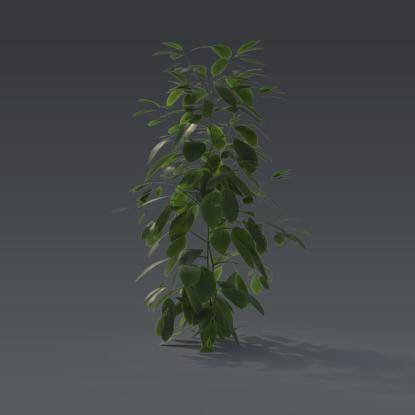 Small plant 4 - 2