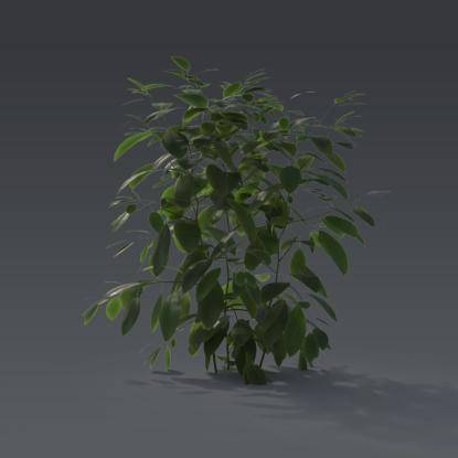 Small plant 4 - 3