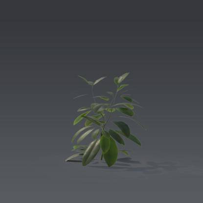 Small plant 4 - 4