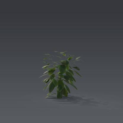 Small plant 4 - 5