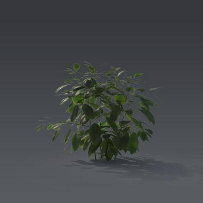 Small plant 4 - 6