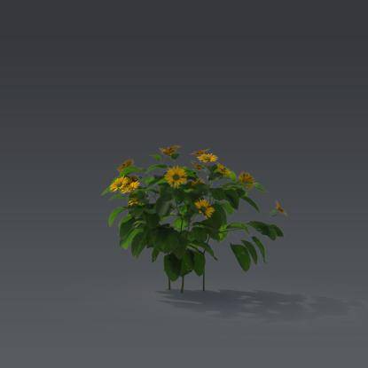 Small plant 5 - 6