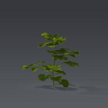 Small plant 6 - 6