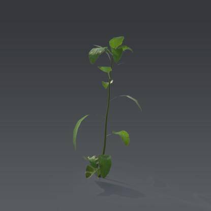Small plant 8 - 1