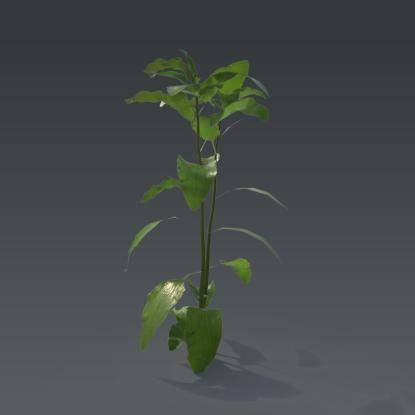 Small plant 8 - 2