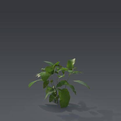Small plant 8 - 4