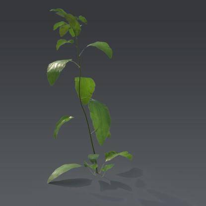 Small plant 8 - 6