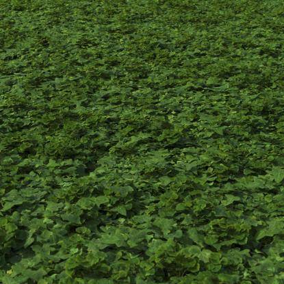Small plants mix cover preset 1