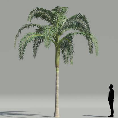 Alexander palm V1