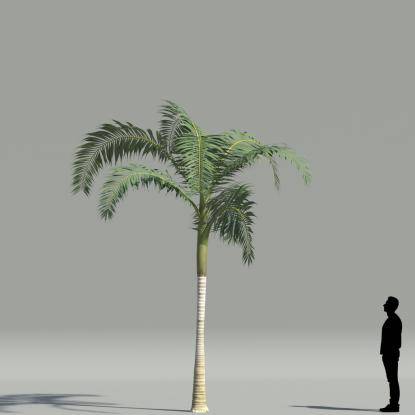 Alexander palm V2
