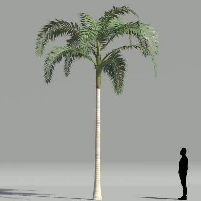 Alexander palm V3