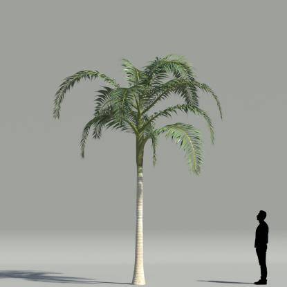 Alexander palm V4