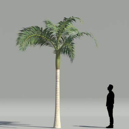 Alexander palm V5