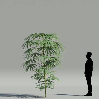 Bamboo palm V1