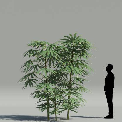 Bamboo palm V2