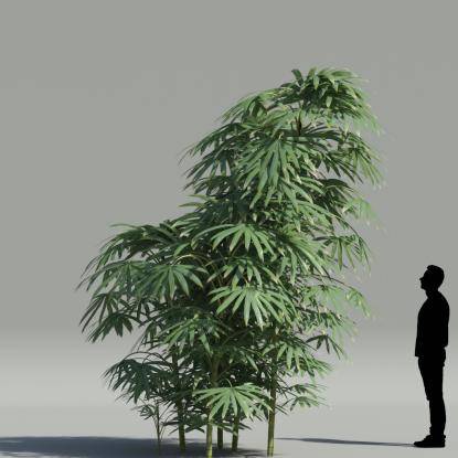Bamboo palm V3