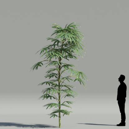 Bamboo palm V4