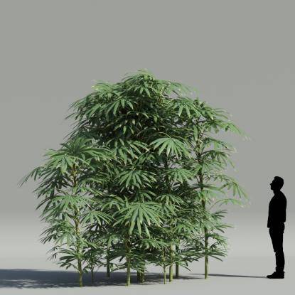Bamboo palm V5