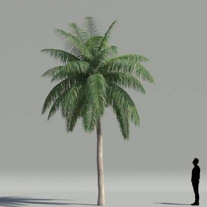 Coconut palm V1