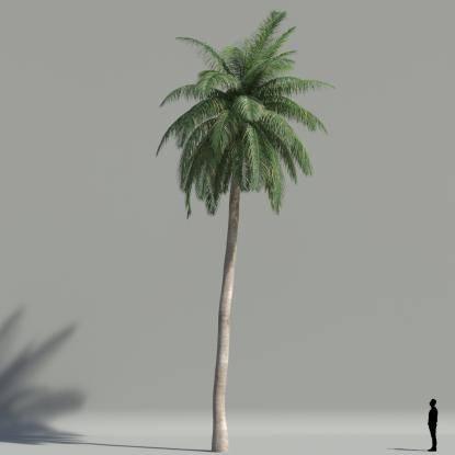 Coconut palm V2