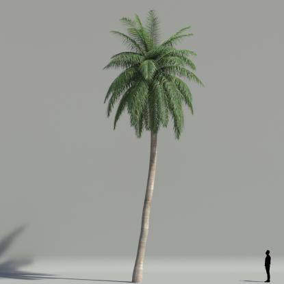 Coconut palm V3