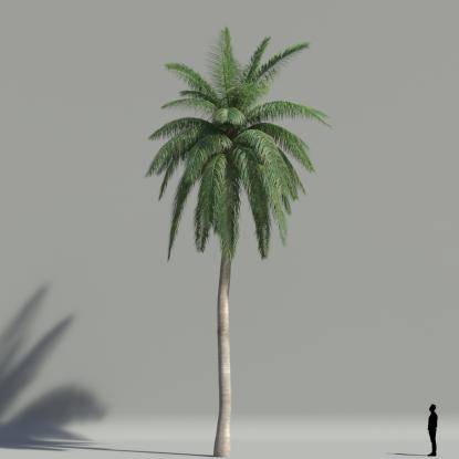 Coconut palm V4